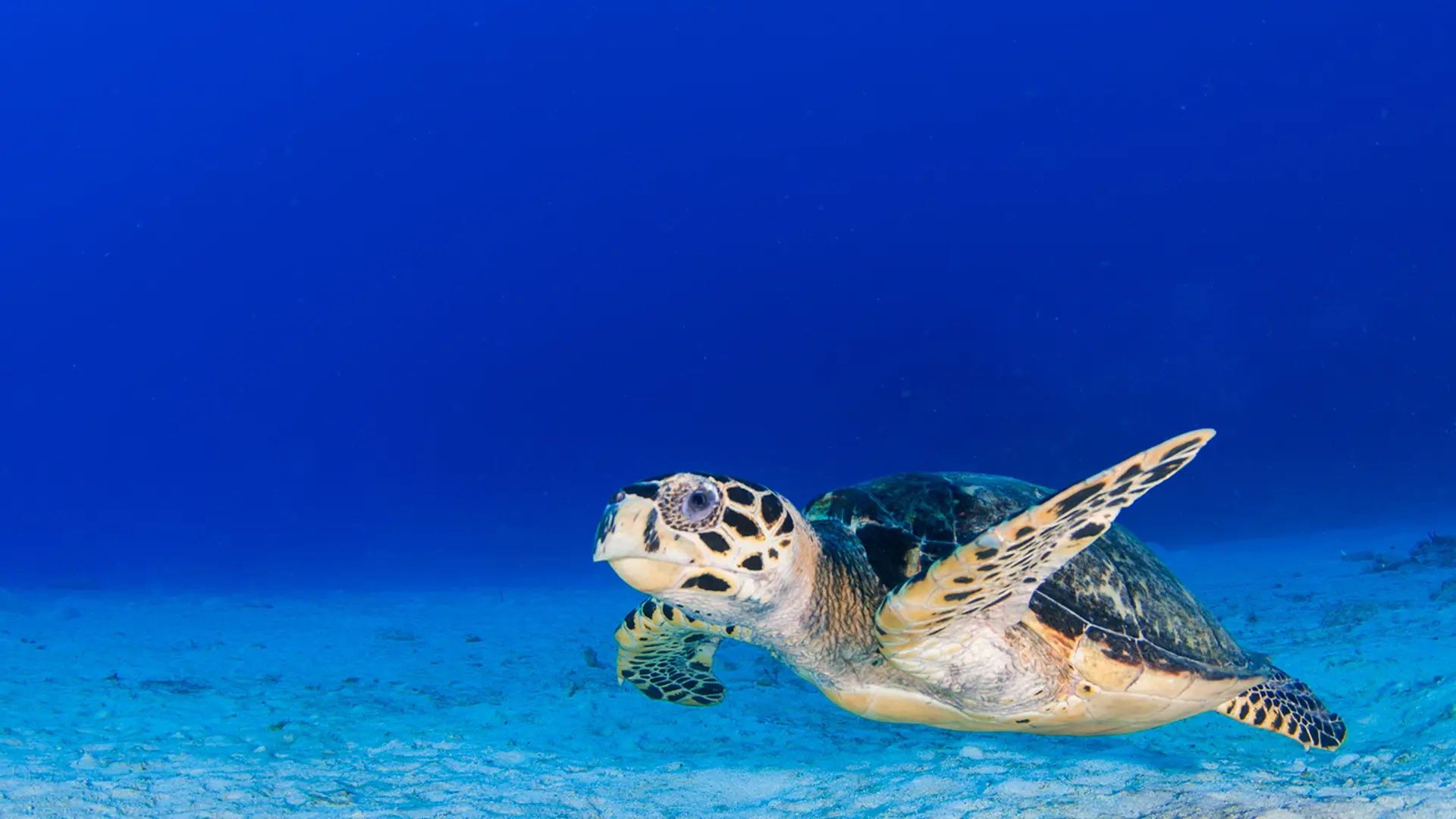 The Cayman Islands: one step closer to removal from the FATF grey list