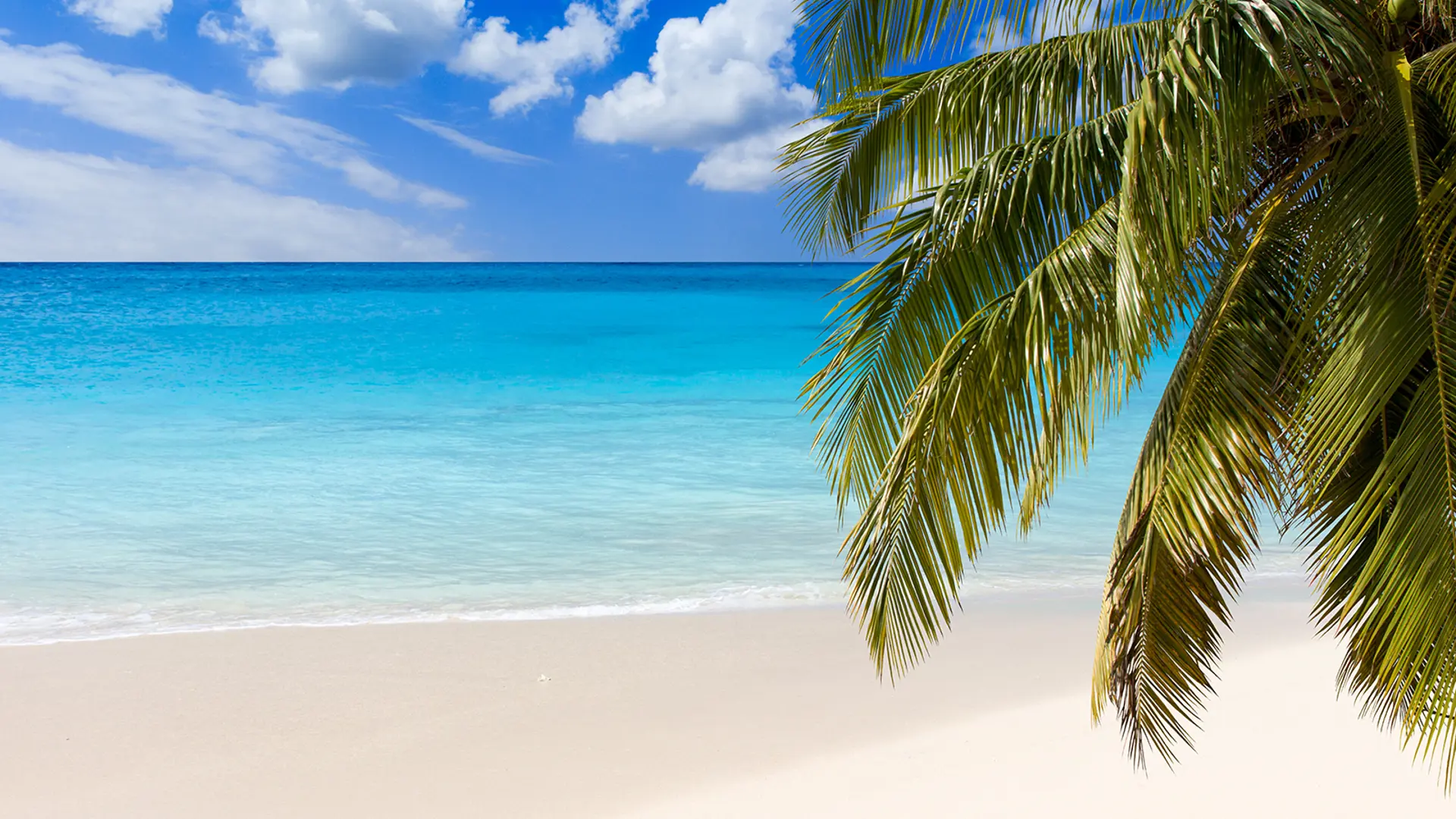 Caribbean and Bermudian Brief