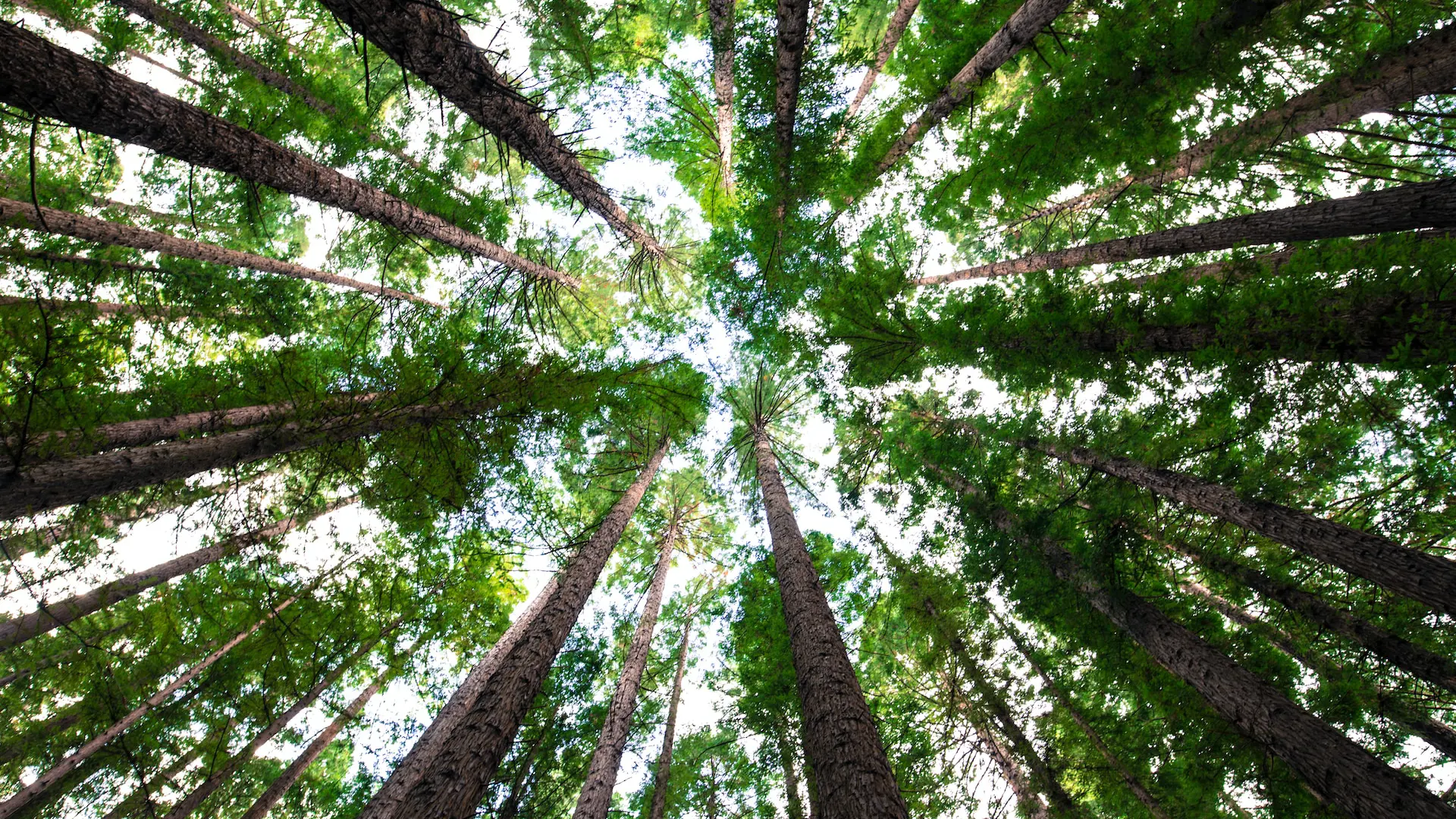 The strategic role of trusts in estate planning and financial planning