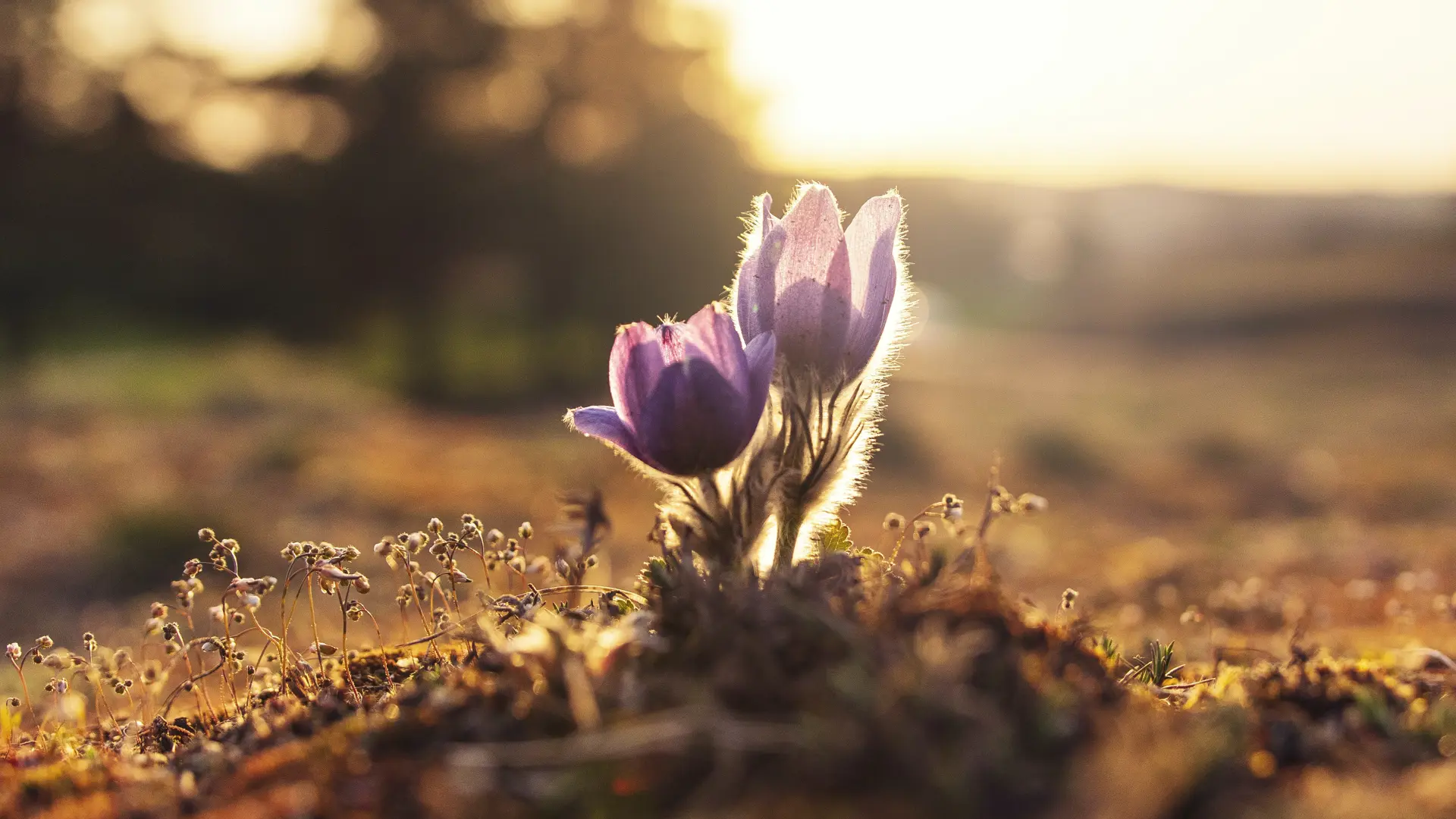 Collas Crill advises on Affinity Sustainable Growth Fund