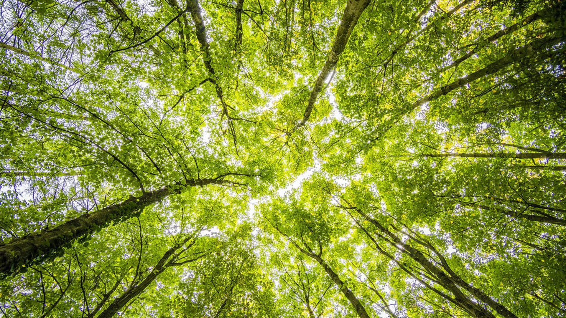 Fifty billion trees in the Middle East (and what it has to do with us)