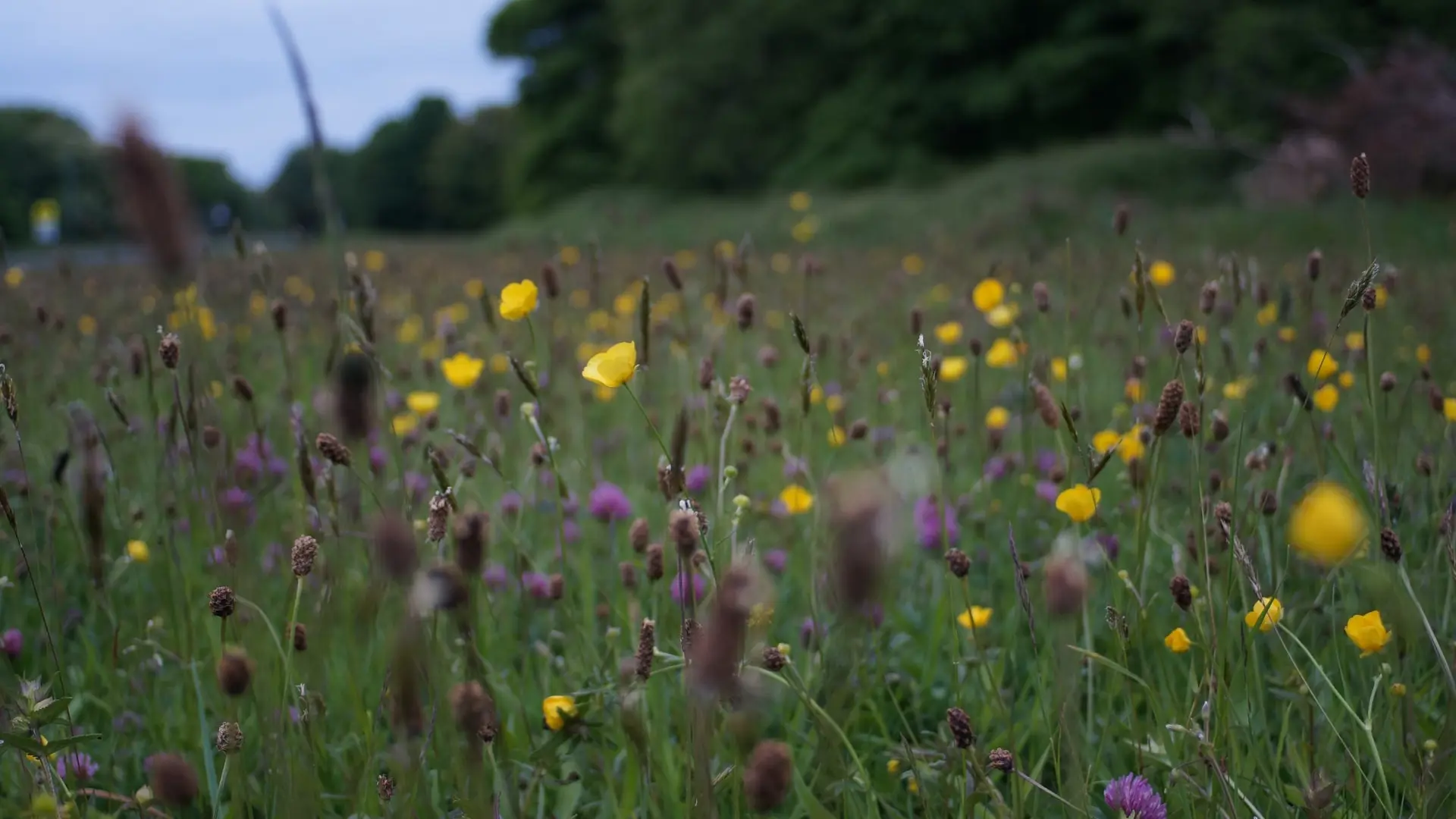 Strategy for nature: Changing the use of land while enhancing biodiversity