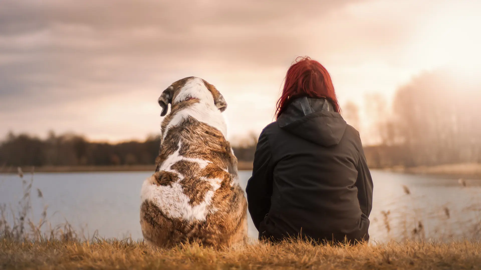 Divorce: Who gets the dog?