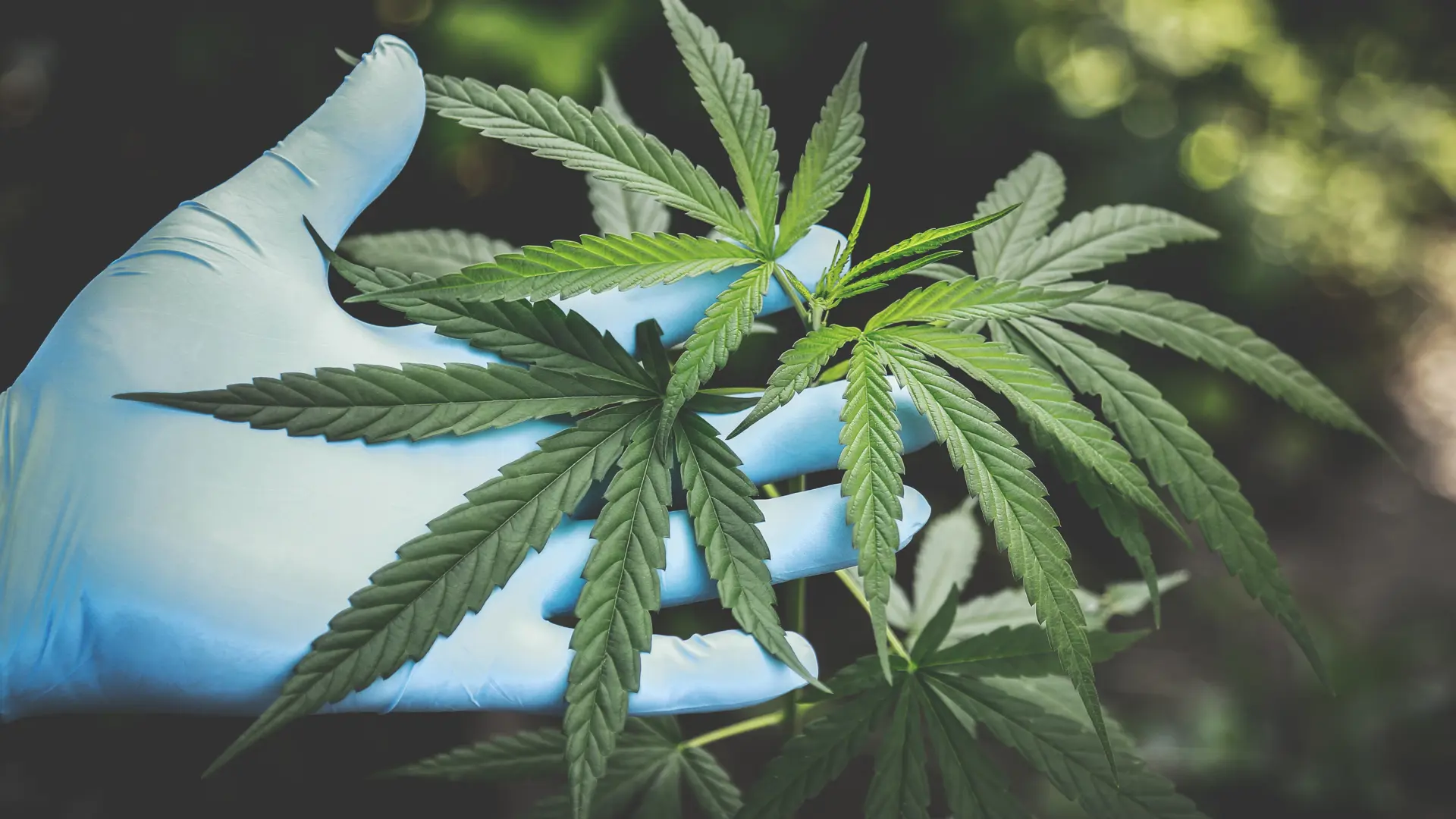 Capital markets opportunities for cannabis businesses